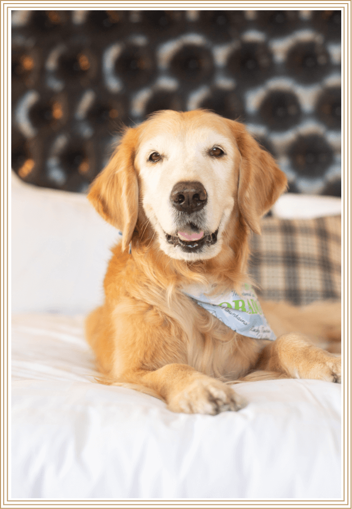 Pet Friendly Hotels Denver Hotel Teatro